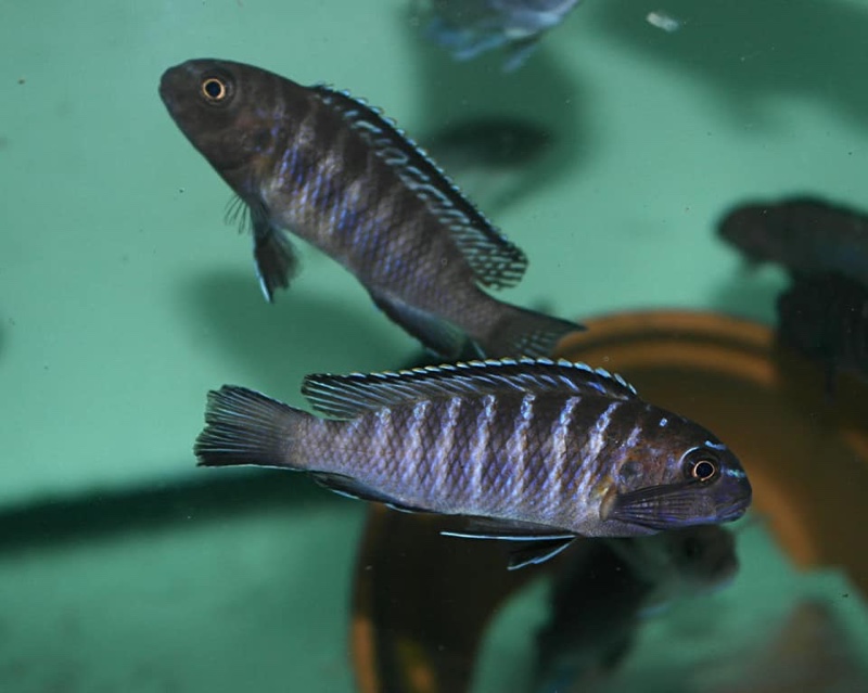 Tropheops modestus 'Chidunga Rocks'